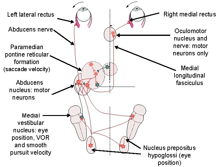 Left lateral rectus Abducens nerve Paramedian pontine reticular formation (saccade velocity) Abducens nucleus: motor