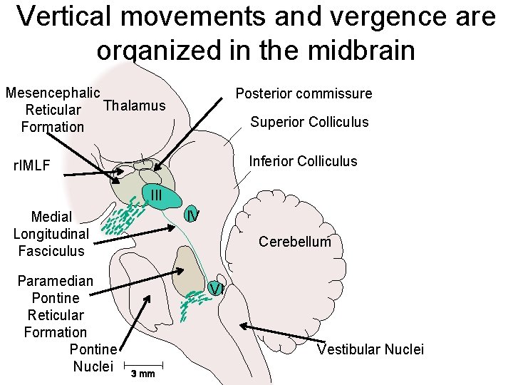 Vertical movements and vergence are organized in the midbrain Mesencephalic Thalamus Reticular Formation Posterior