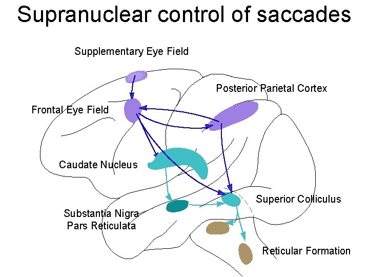 Supranuclear control of saccades Supplementary Eye Field Posterior Parietal Cortex Frontal Eye Field Caudate