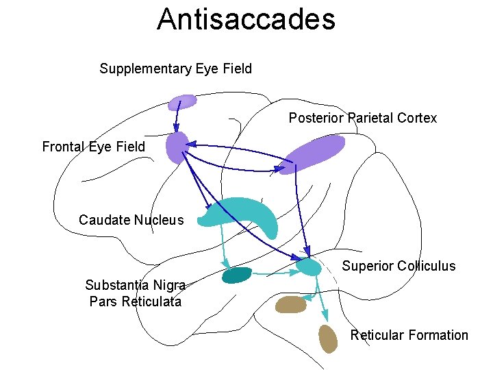 Antisaccades Supplementary Eye Field Posterior Parietal Cortex Frontal Eye Field Caudate Nucleus Superior Colliculus