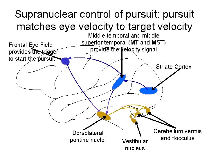 Supranuclear control of pursuit: pursuit matches eye velocity to target velocity Frontal Eye Field