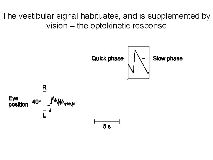 The vestibular signal habituates, and is supplemented by vision – the optokinetic response 