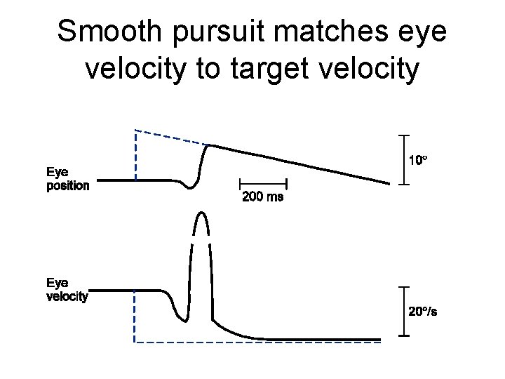 Smooth pursuit matches eye velocity to target velocity 