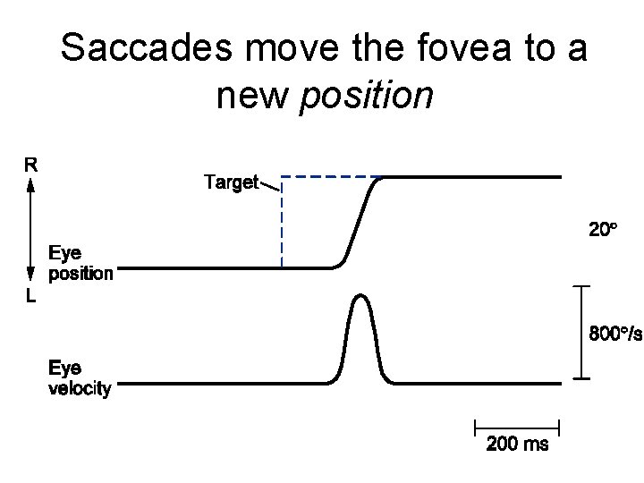 Saccades move the fovea to a new position 