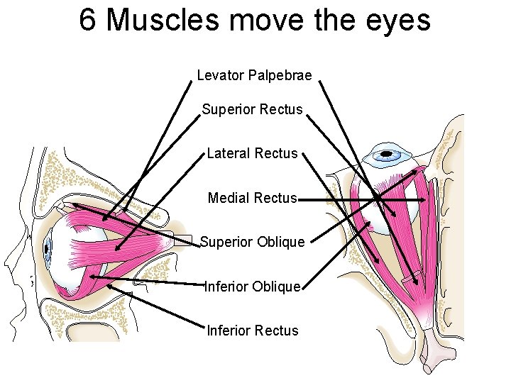 6 Muscles move the eyes Levator Palpebrae Superior Rectus Lateral Rectus Medial Rectus Superior