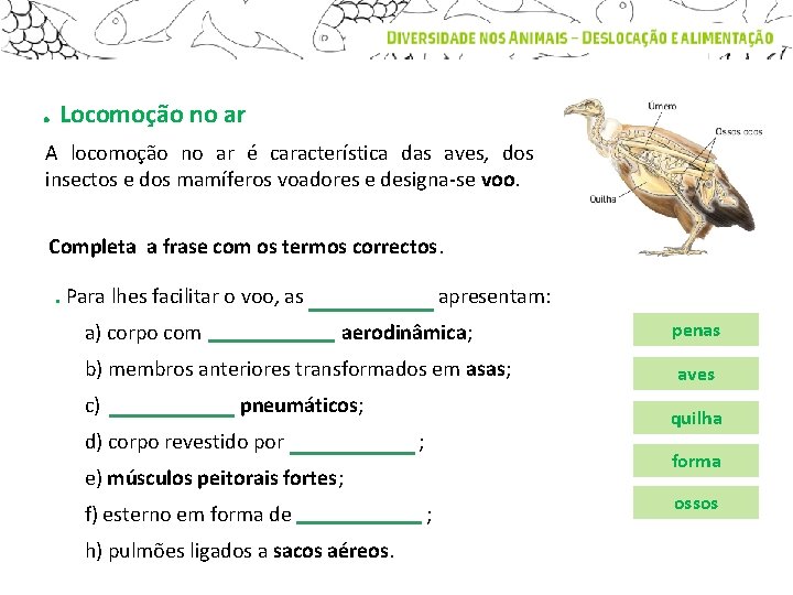 . Locomoção no ar A locomoção no ar é característica das aves, dos insectos