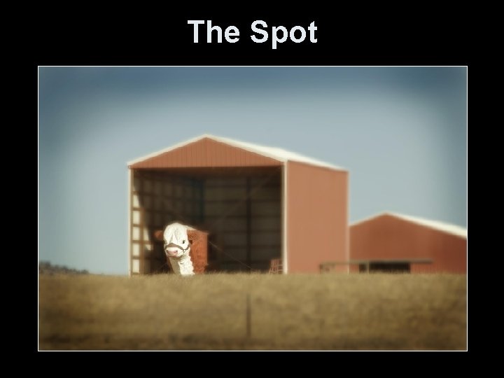 The Spot 