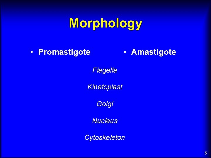 Morphology • Promastigote • Amastigote Flagella Kinetoplast Golgi Nucleus Cytoskeleton 5 