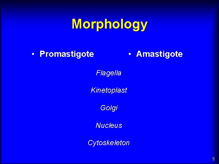 Morphology • Promastigote • Amastigote Flagella Kinetoplast Golgi Nucleus Cytoskeleton 5 