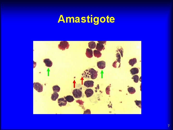 Amastigote 7 