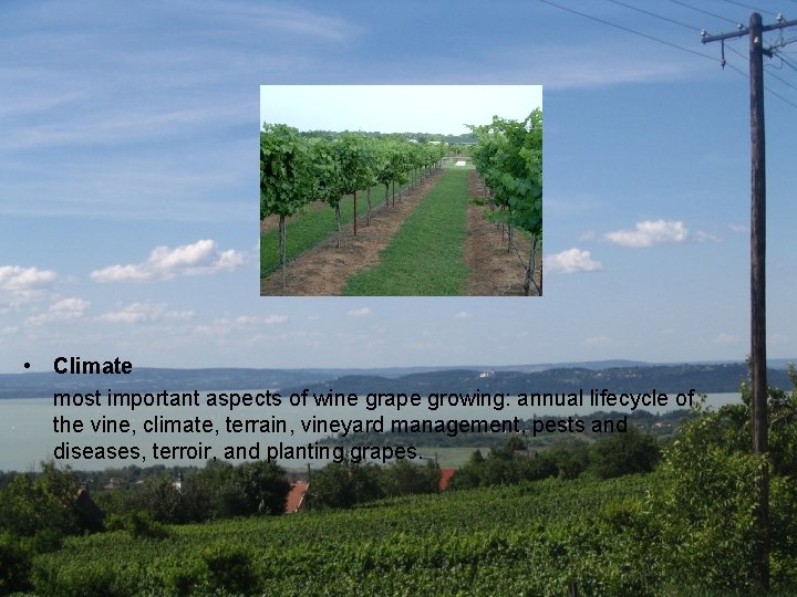  • Climate most important aspects of wine grape growing: annual lifecycle of the