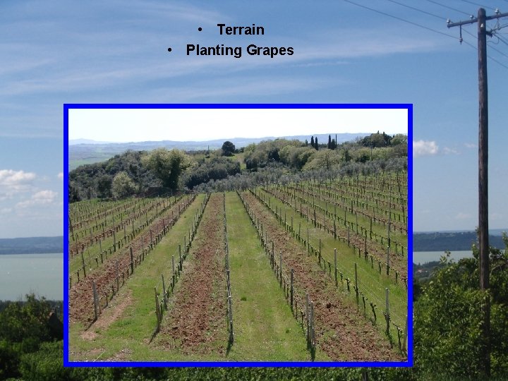  • Terrain • Planting Grapes 