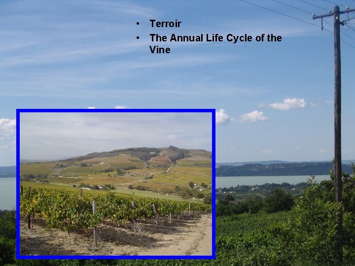  • Terroir • The Annual Life Cycle of the Vine 