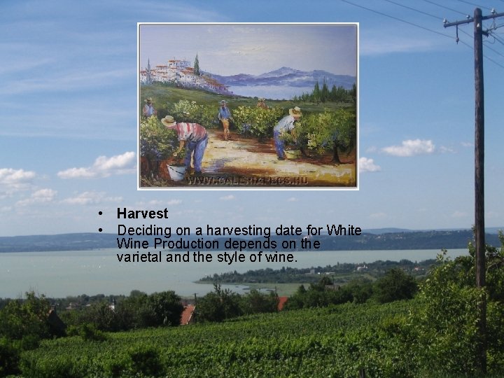  • Harvest • Deciding on a harvesting date for White Wine Production depends