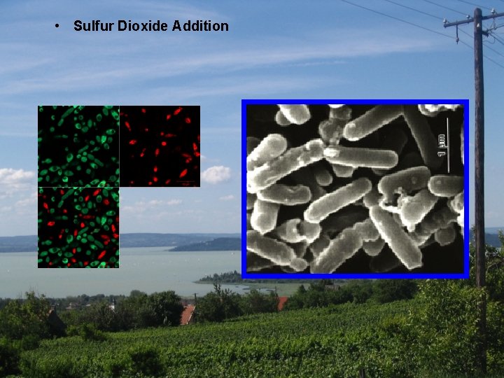  • Sulfur Dioxide Addition 