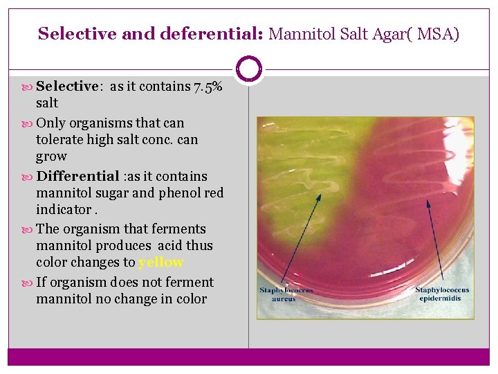 Selective and deferential: Mannitol Salt Agar( MSA) Selective: as it contains 7. 5% salt