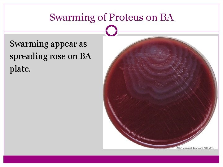 Swarming of Proteus on BA Swarming appear as spreading rose on BA plate. 