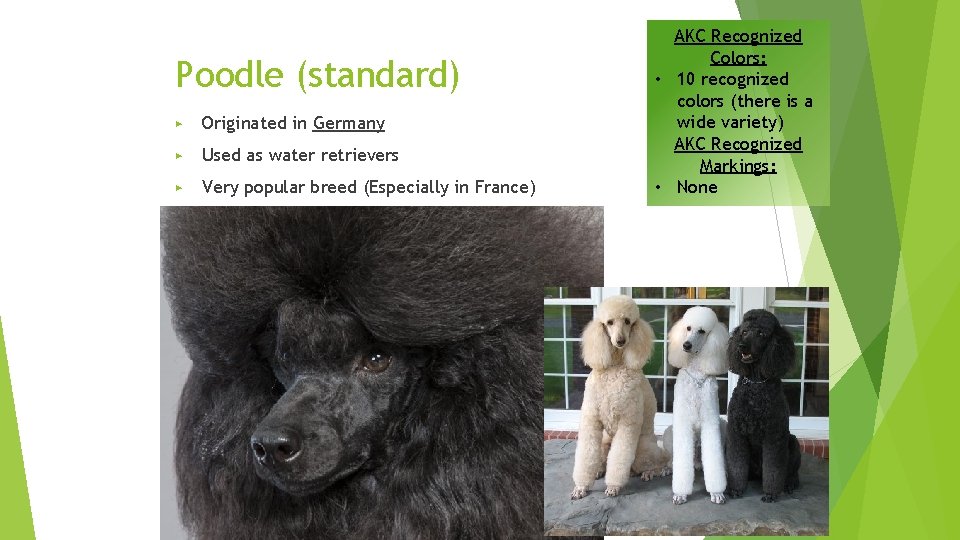 Poodle (standard) ▶ Originated in Germany ▶ Used as water retrievers ▶ Very popular