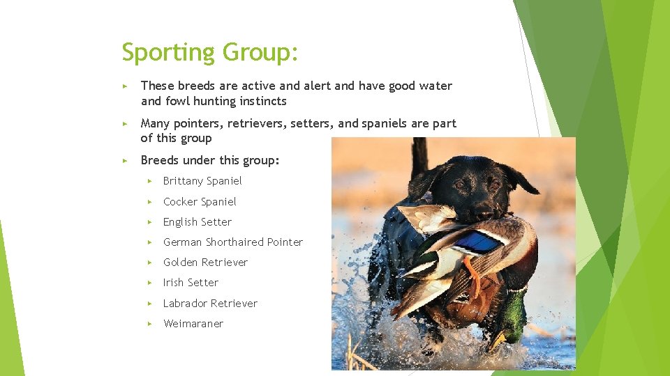 Sporting Group: ▶ These breeds are active and alert and have good water and