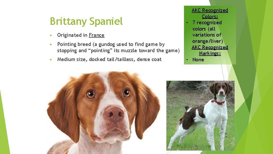 Brittany Spaniel ▶ Originated in France ▶ Pointing breed (a gundog used to find