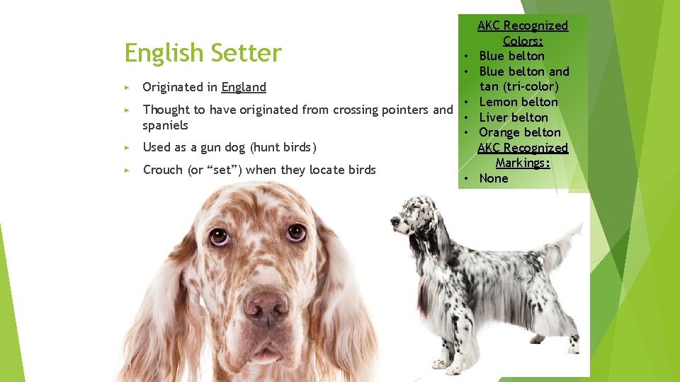 English Setter ▶ • • Originated in England ▶ • Thought to have originated