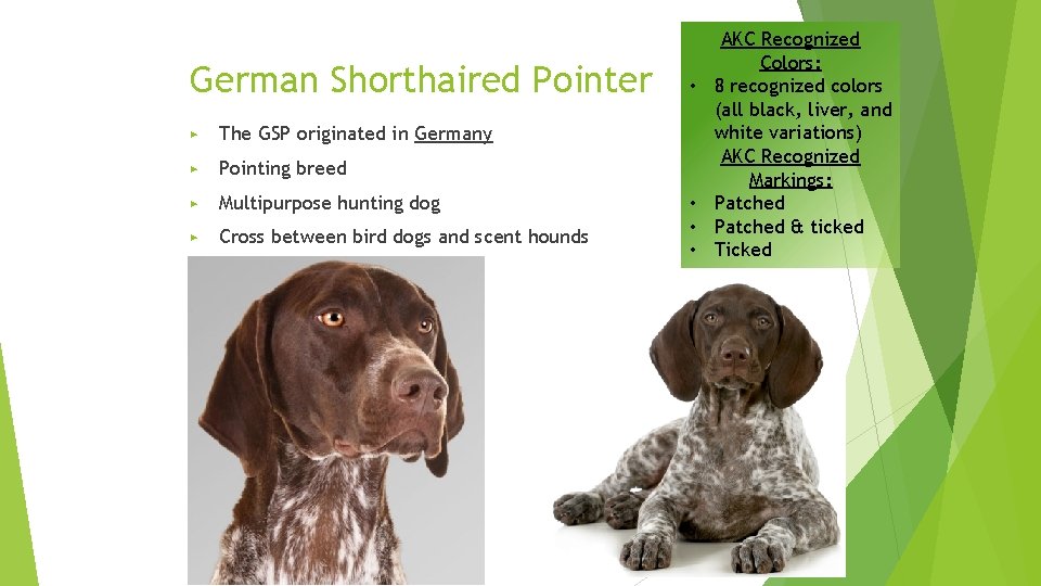 German Shorthaired Pointer ▶ The GSP originated in Germany ▶ Pointing breed ▶ Multipurpose