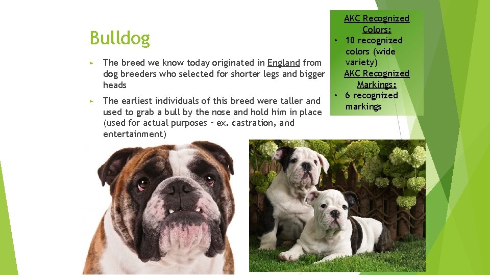 AKC Recognized Colors: • 10 recognized colors (wide variety) The breed we know today