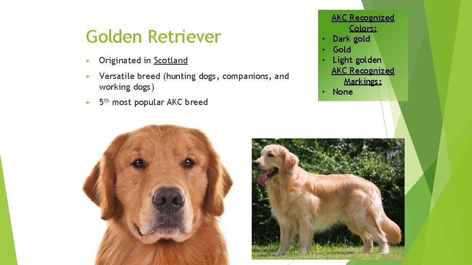 Golden Retriever ▶ Originated in Scotland ▶ Versatile breed (hunting dogs, companions, and working