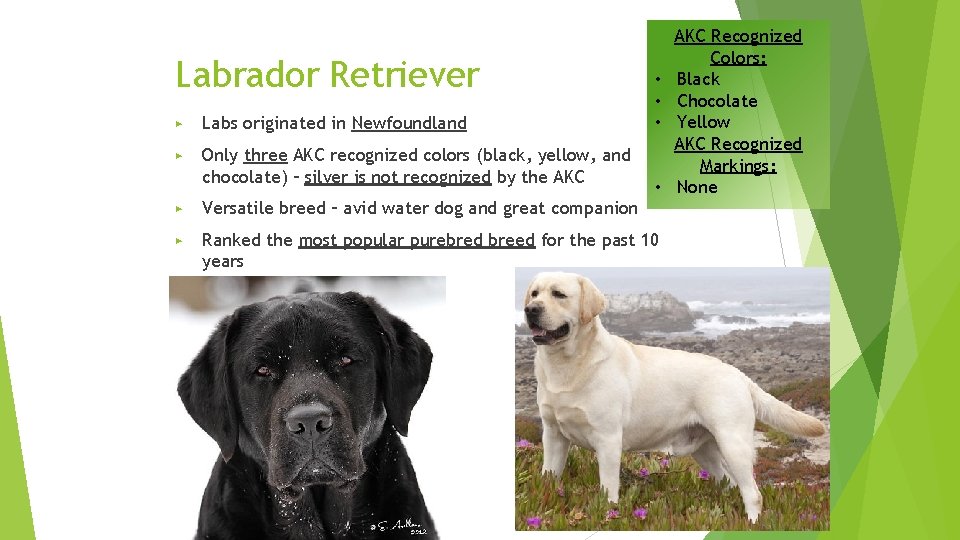Labrador Retriever ▶ Labs originated in Newfoundland ▶ Only three AKC recognized colors (black,