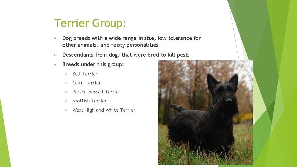Terrier Group: ▶ Dog breeds with a wide range in size, low tolerance for