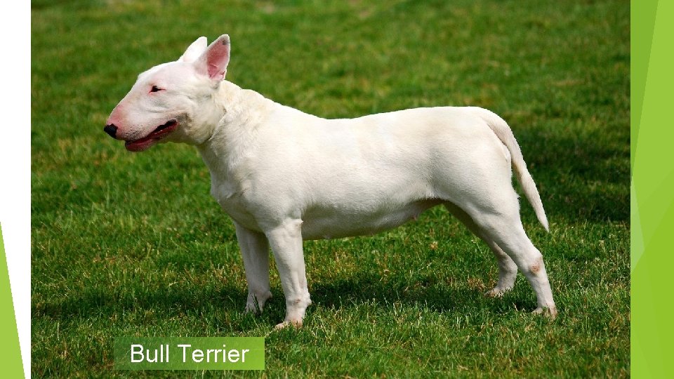 Bull Terrier 