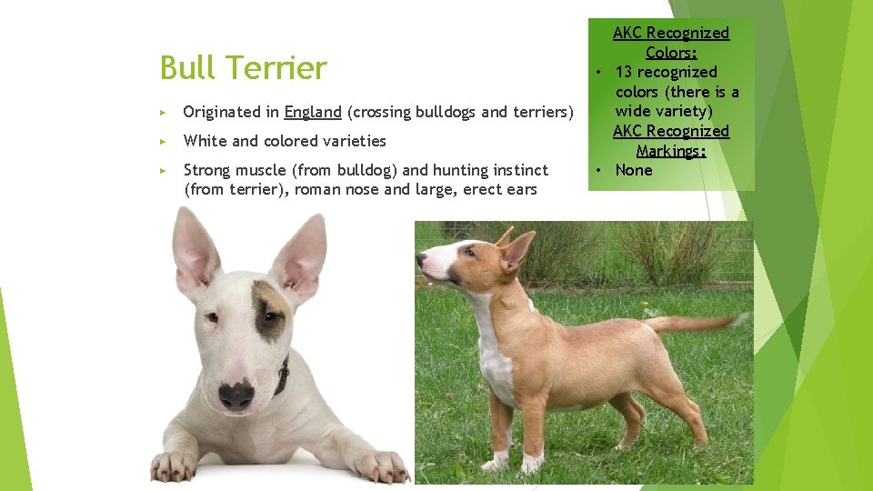 Bull Terrier ▶ Originated in England (crossing bulldogs and terriers) ▶ White and colored