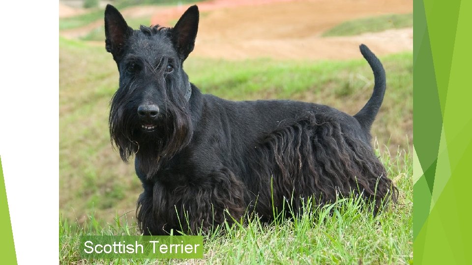 Scottish Terrier 