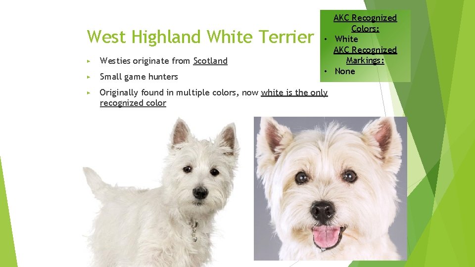 West Highland White Terrier AKC Recognized Colors: • White AKC Recognized Markings: • None