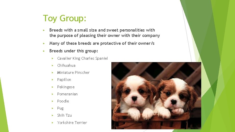 Toy Group: ▶ Breeds with a small size and sweet personalities with the purpose