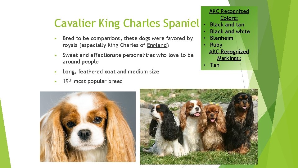 Cavalier King Charles Spaniel ▶ Bred to be companions, these dogs were favored by