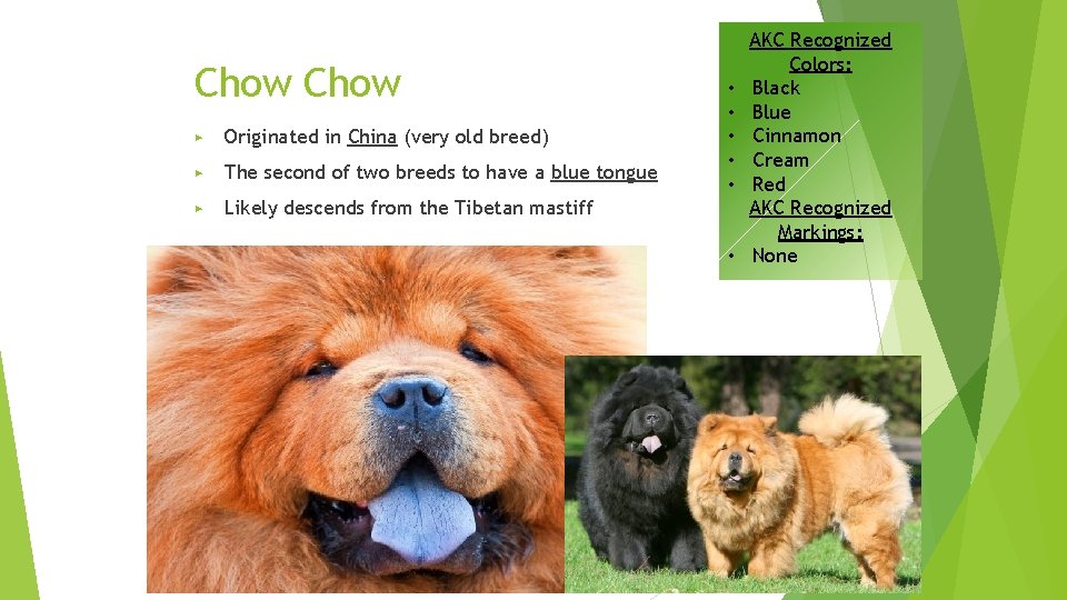 Chow ▶ Originated in China (very old breed) ▶ The second of two breeds