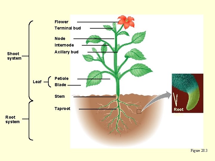 Flower Terminal bud Node Internode Axillary bud Shoot system Leaf Petiole Blade Stem Taproot