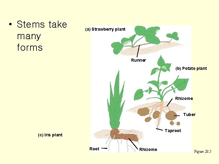  • Stems take many forms (a) Strawberry plant Runner (b) Potato plant Rhizome