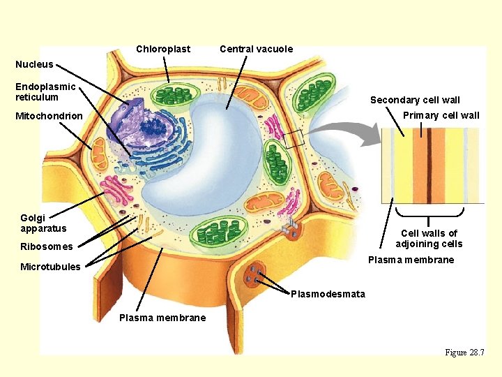 Chloroplast Central vacuole Nucleus Endoplasmic reticulum Secondary cell wall Primary cell wall Mitochondrion Golgi