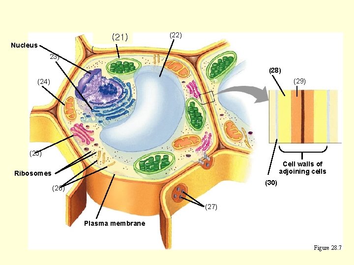Chloroplas (21) Nucleus 23) (22) ( (28) (29) (24) (25) Cell walls of adjoining
