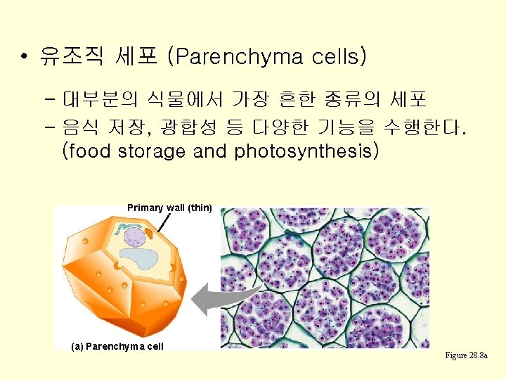  • 유조직 세포 (Parenchyma cells) – 대부분의 식물에서 가장 흔한 종류의 세포 –