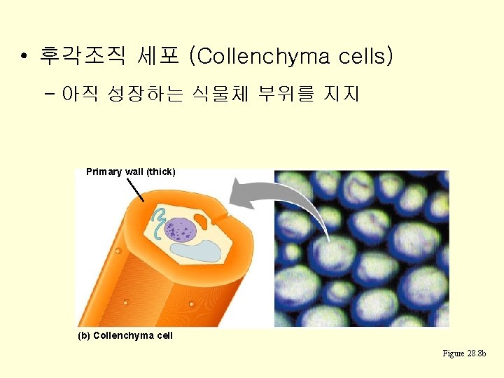  • 후각조직 세포 (Collenchyma cells) – 아직 성장하는 식물체 부위를 지지 Primary wall