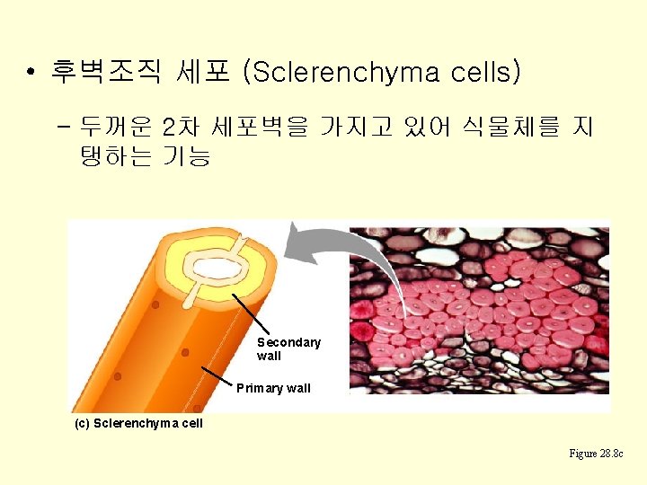  • 후벽조직 세포 (Sclerenchyma cells) – 두꺼운 2차 세포벽을 가지고 있어 식물체를 지