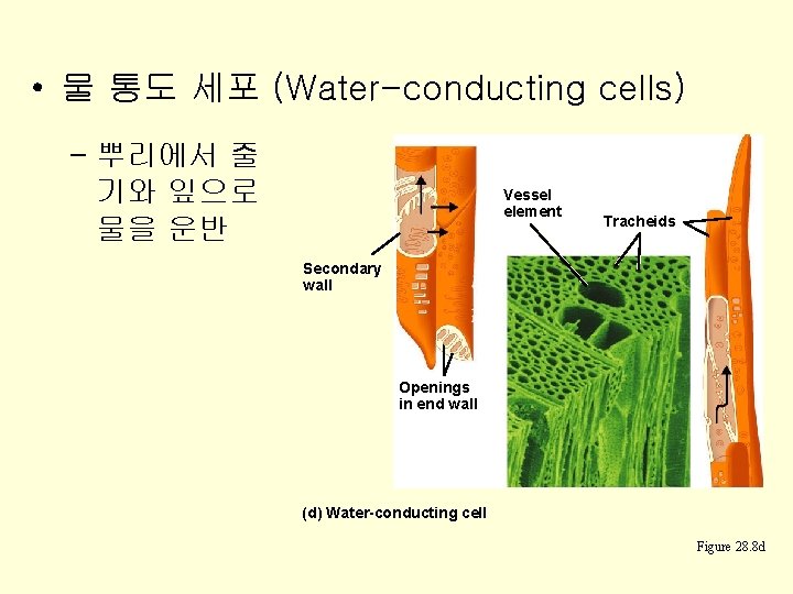  • 물 통도 세포 (Water-conducting cells) – 뿌리에서 줄 기와 잎으로 물을 운반