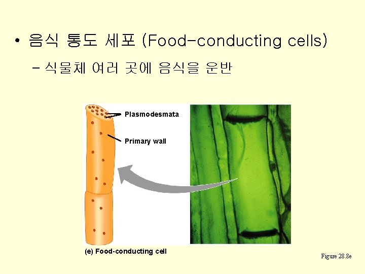  • 음식 통도 세포 (Food-conducting cells) – 식물체 여러 곳에 음식을 운반 Plasmodesmata