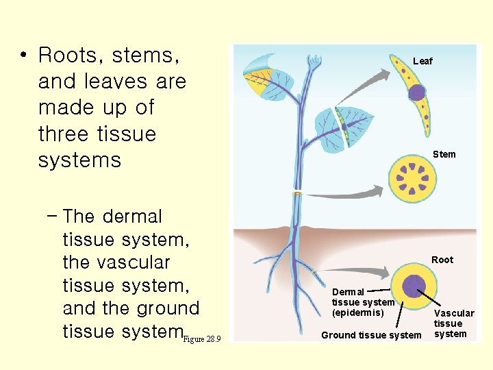  • Roots, stems, and leaves are made up of three tissue systems –