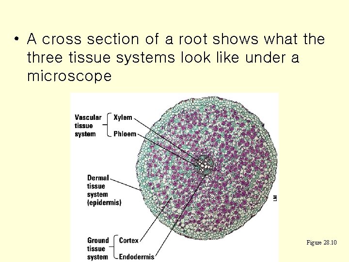  • A cross section of a root shows what the three tissue systems