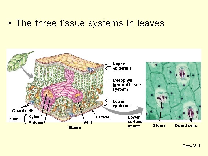  • The three tissue systems in leaves Upper epidermis Mesophyll (ground tissue system)