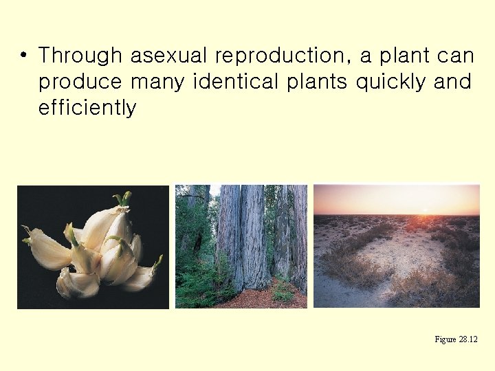  • Through asexual reproduction, a plant can produce many identical plants quickly and